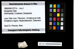 Foto (Objekt + Etiketten) von Decapoda indet. 